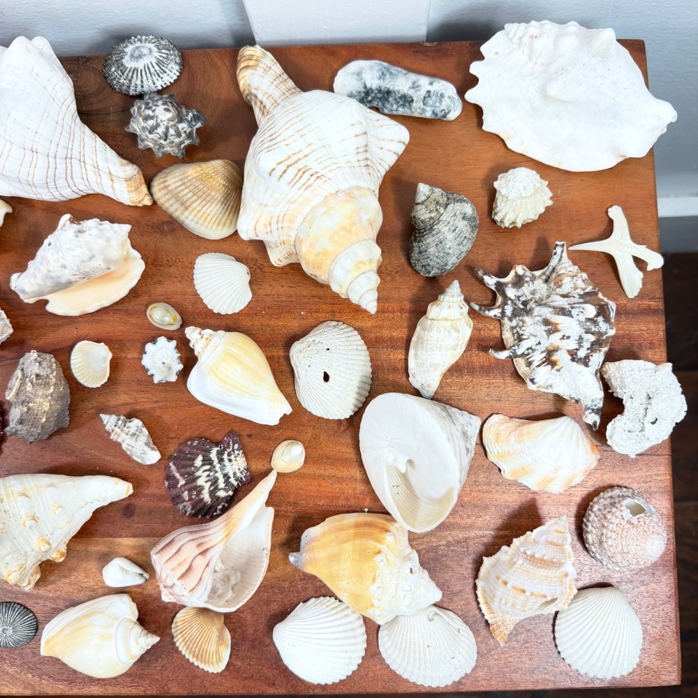 Large Assorted Sea Shell Collection Natural Conch Scallop Whelk Beach Decor Lot - Picture 4 of 16